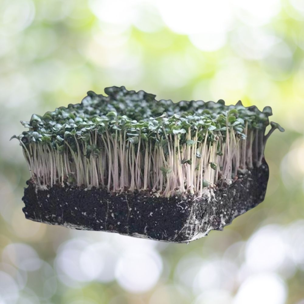 800 Snowball Improved Cauliflower MICROGREEN Seeds | Non-GMO