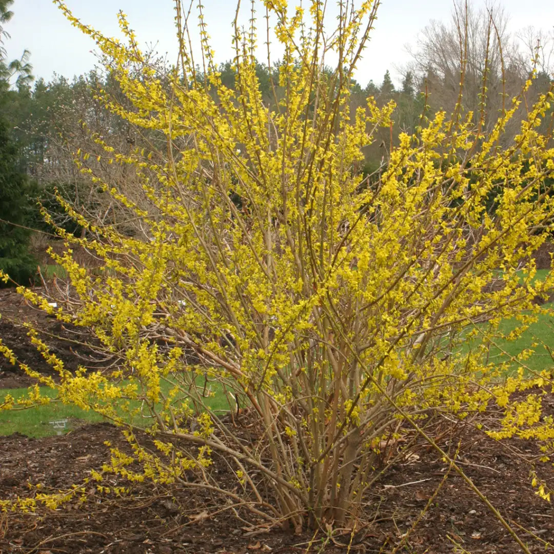10 Forsythia Cuttings for Rooting | 6β8" Unrooted Hardwood Stems | Easy to Propagate | Yellow Flowering Shrub | Live Plant Cuttings