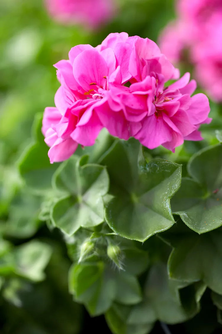 10 Fresh 6" Geranium Cuttings β Pelargonium hortorum Pink Flowering Variety β Live Unrooted Stems for Garden Beds, Containers & Baskets