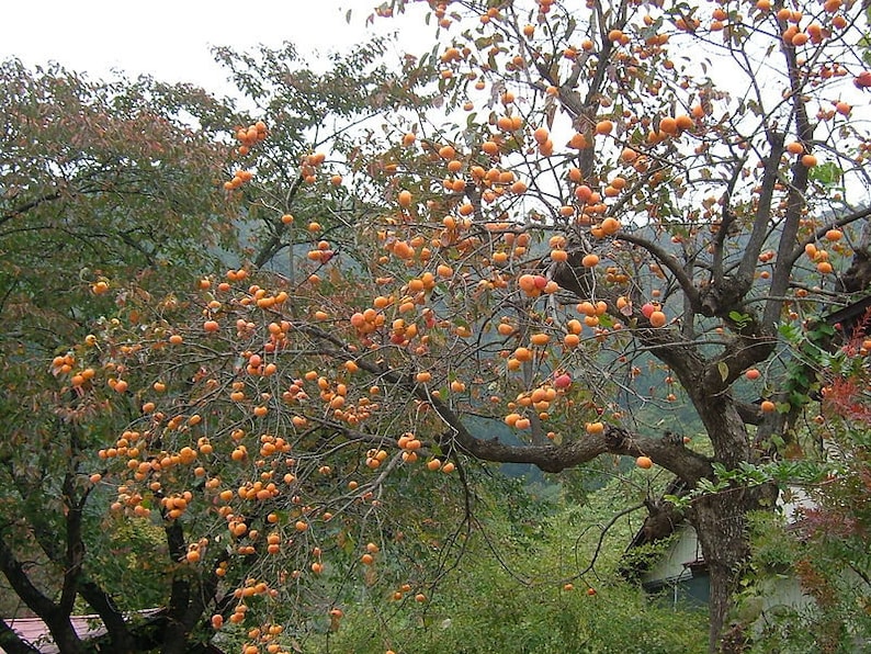Persimmon Tree 4" Container Diospyros Virginiana Fruit Bearing, Disease Resistant, Bright Orange Foliage, Zones 4-7