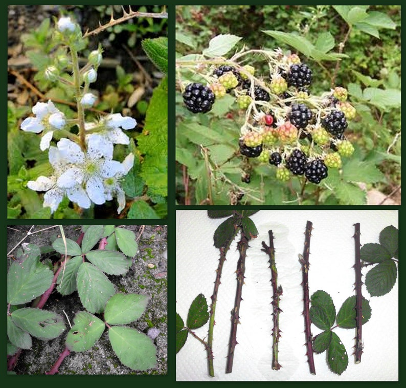 Blackberry Cane Cuttings - 5 Organic Thorned Cuttings for Propagation - Rubus - Perfect for Permaculture Food Forest