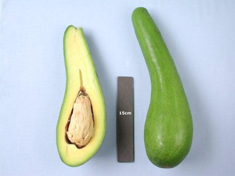 Grafted Russell Long Neck Avocado Tree - 1 ft Tall in 6" Pot - Unique Gourd Shape - Persea americana