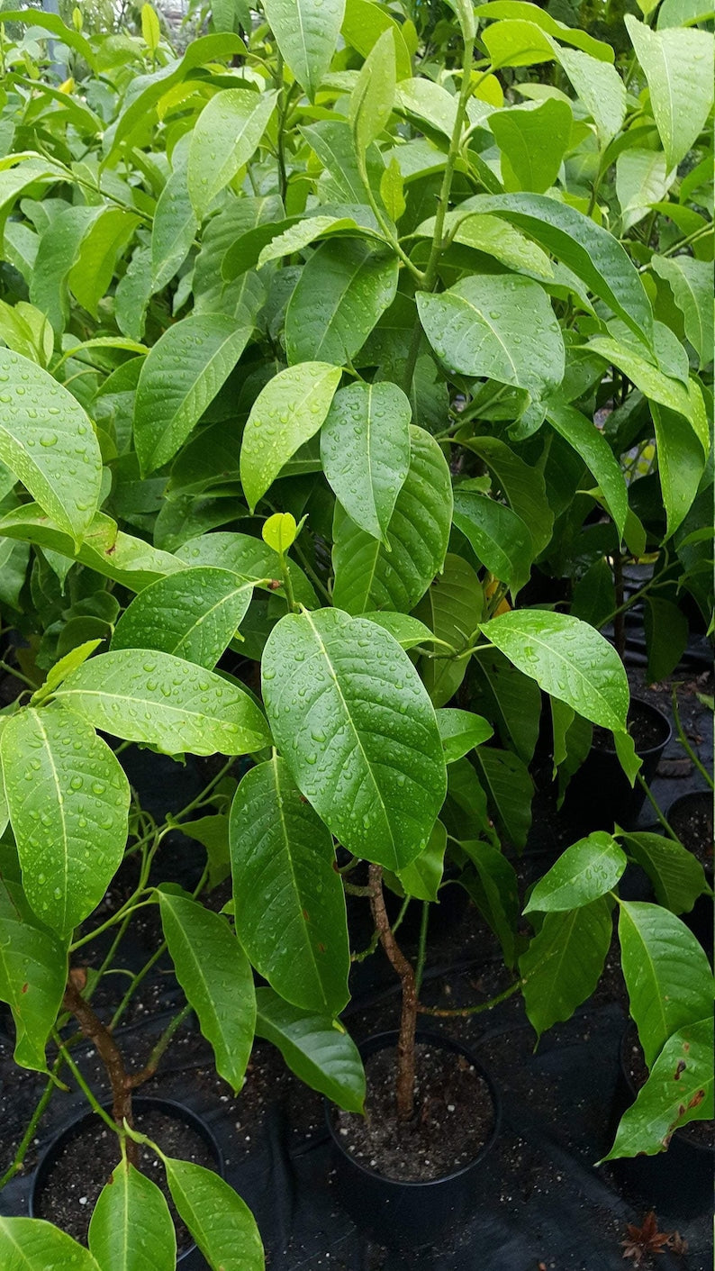 White Champaca Air Layered Tree - 3 Gal Pot - Michelia Alba - Fragrant Blooming Variety - Fast Shipping