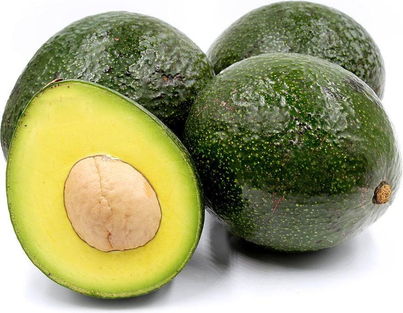 Grafted Reed Avocado Tree - 1 to 2 Feet Tall - Bigger Trunk - Persea americana