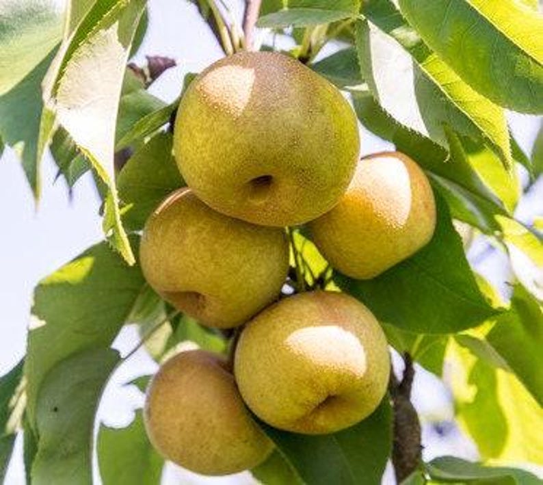 Hosui Asian Pear Tree - 3 Gallon Pot - Medium to Large Fruit - Pyrus pyrifolia - Sweet & Crisp Flavor