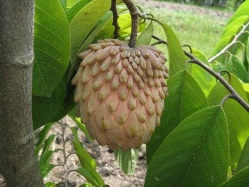 Lisa Atemoya Fruit Tree - 1 to 2 Feet Tall - Live Plant in 1 Gal Pot - Annona squamosa Variety