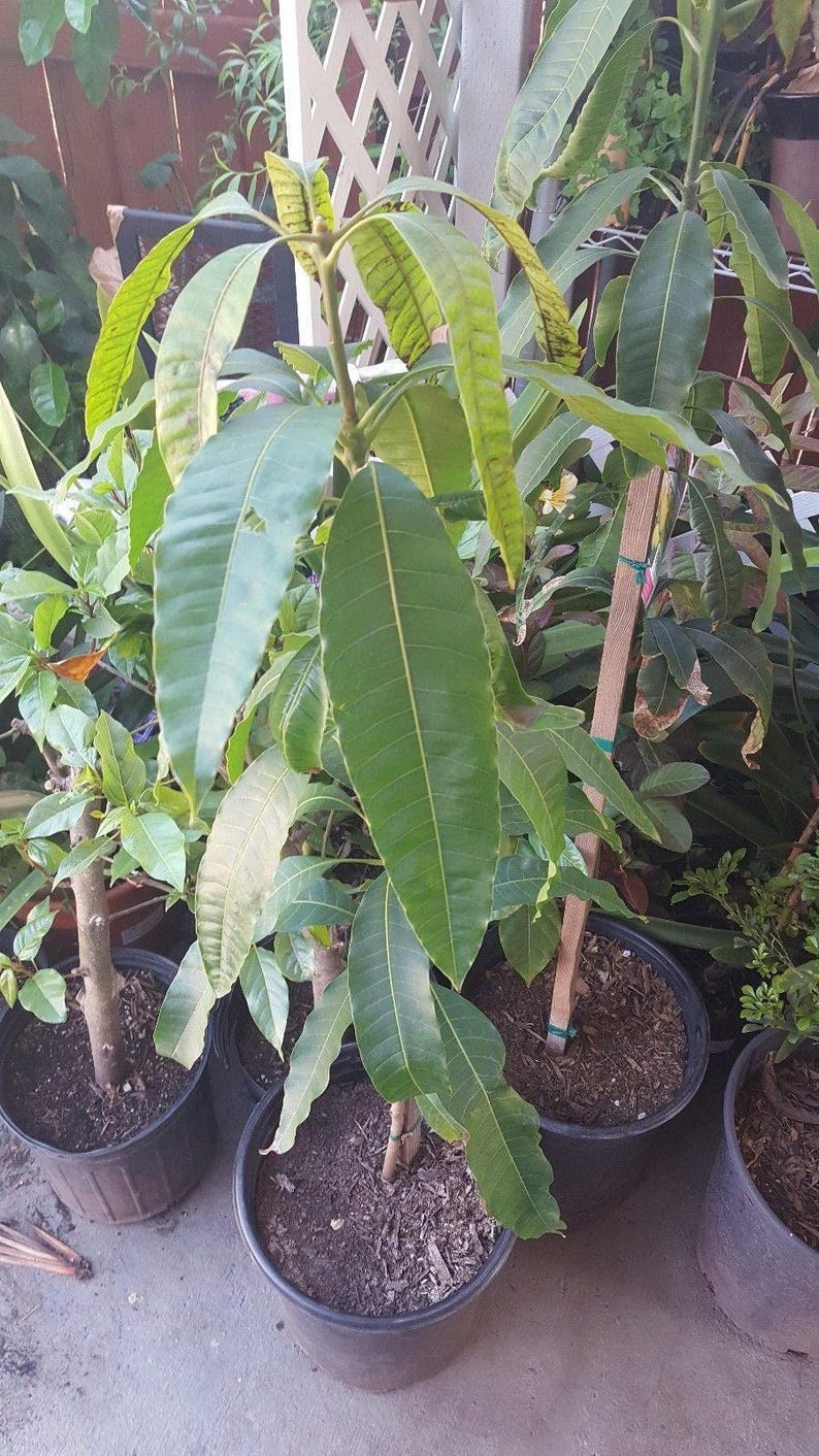 Grafted Valencia Pride Mango Tree - 1 Feet Tall - Live Plant in 6" Pot - Mangifera indica