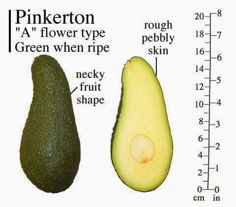 Pinkerton Avocado Tree - 2ft Grafted Plant in 6" Pot - Persea americana 'Pinkerton'