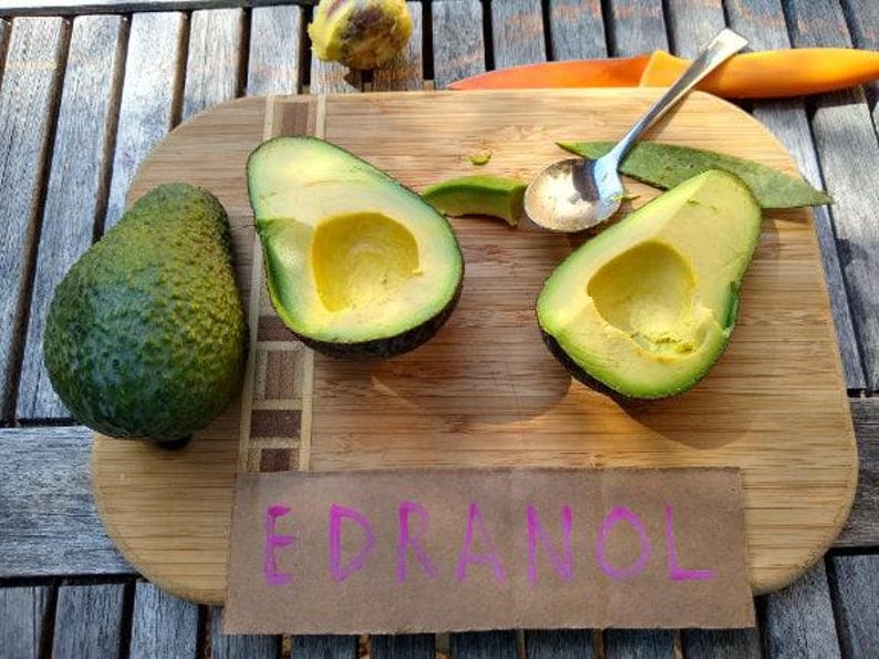Grafted Edranol Avocado Tree - 1 Feet Tall - Ship in Plastic Bag - Persea americana
