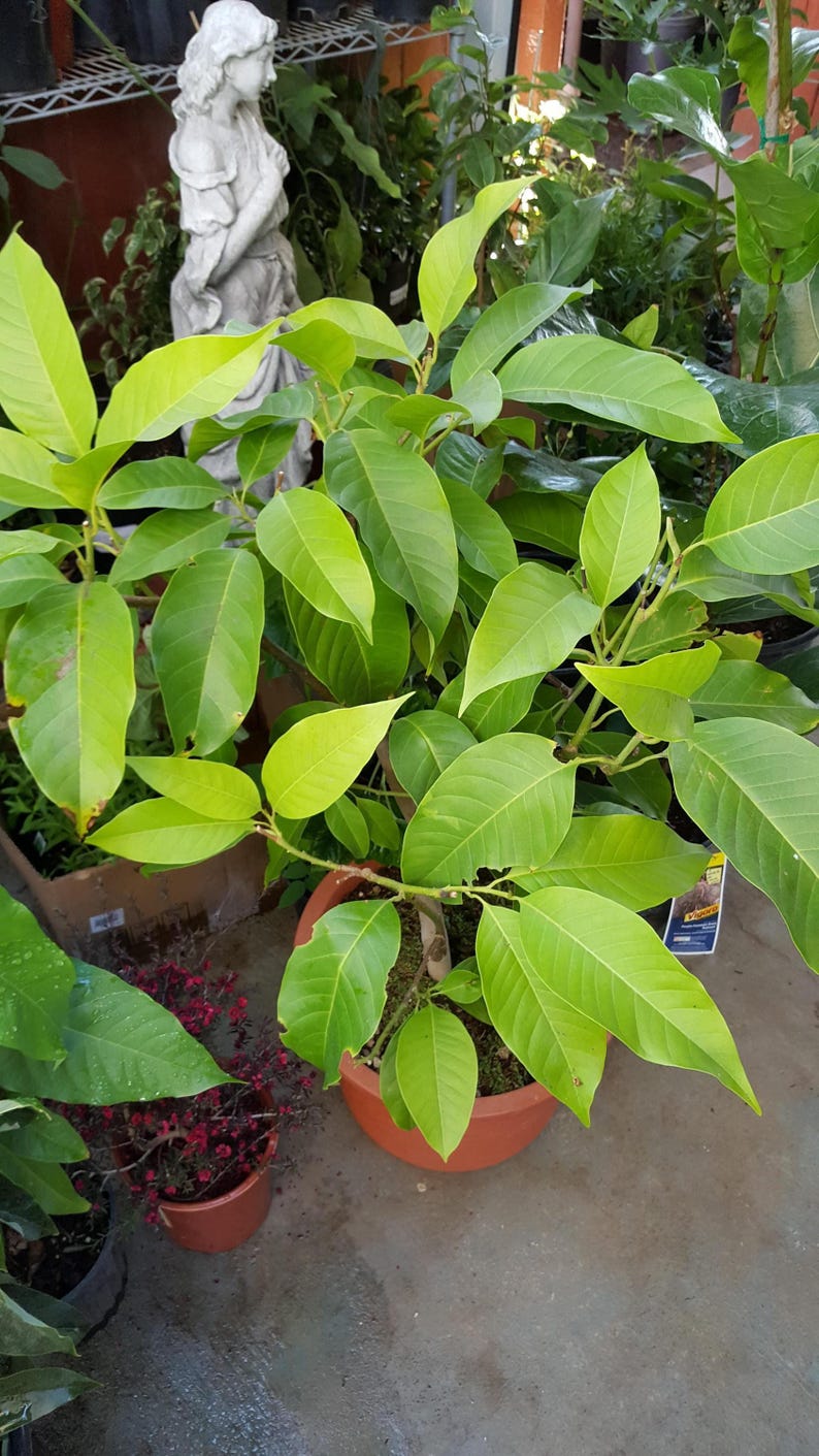White Champaca Tree - 4 ft - Ng?c Lan Tr?ng - Michelia alba - Air Layered - Ships in 3 Gal Pot - Fragrant Bloomer