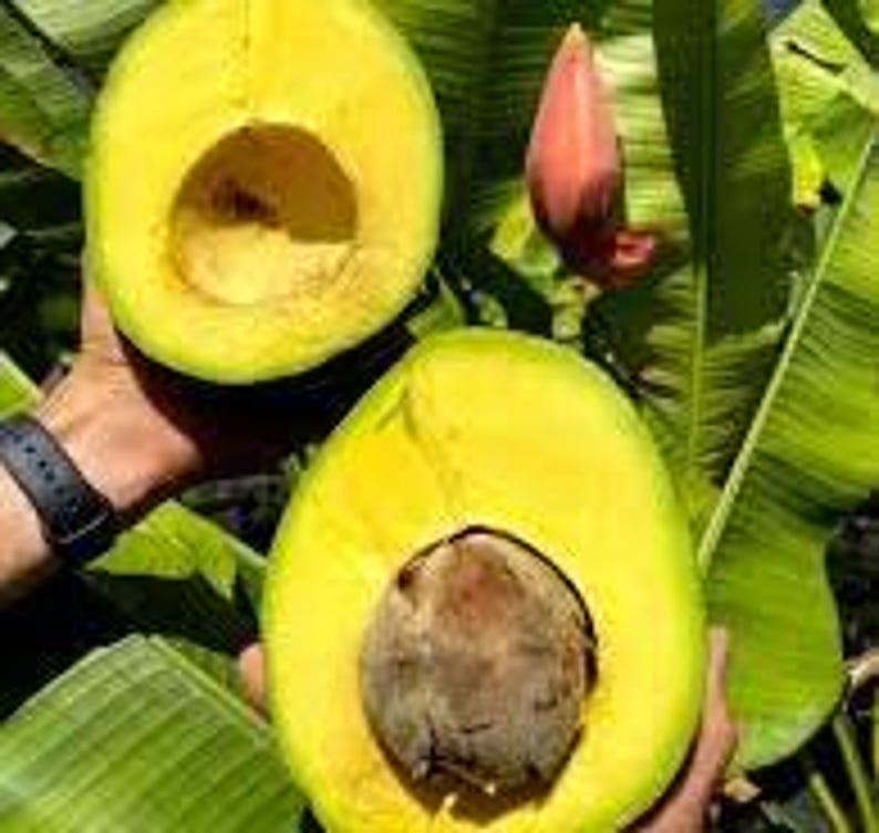 Grafted Marcus Pumpkin Avocado Tree - 3 to 4 Feet Tall - Persea Americana - Ship in 3Gal Pot - Large Fruit Size