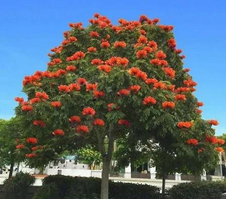 African Tulip Tree - 2 to 3 Feet - Bignonia Family - Bare Root - Exotic Tropical Plant
