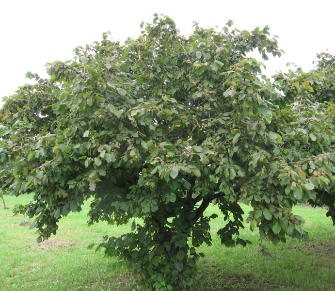 1 American Hazelnut Tree Seedling (Corylus americana) โ 1 Year Old Nut Tree | Native Shrub | Edible Nuts | Wildlife Food Source