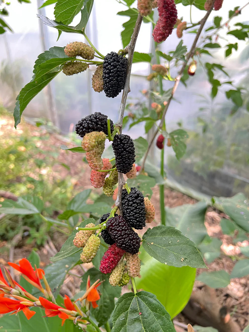 Black Mulberry Tree Cuttings (Morus nigra 'Shangri-La') โ 10 Fresh Cuttings for Rooting, Grafting, or Propagation