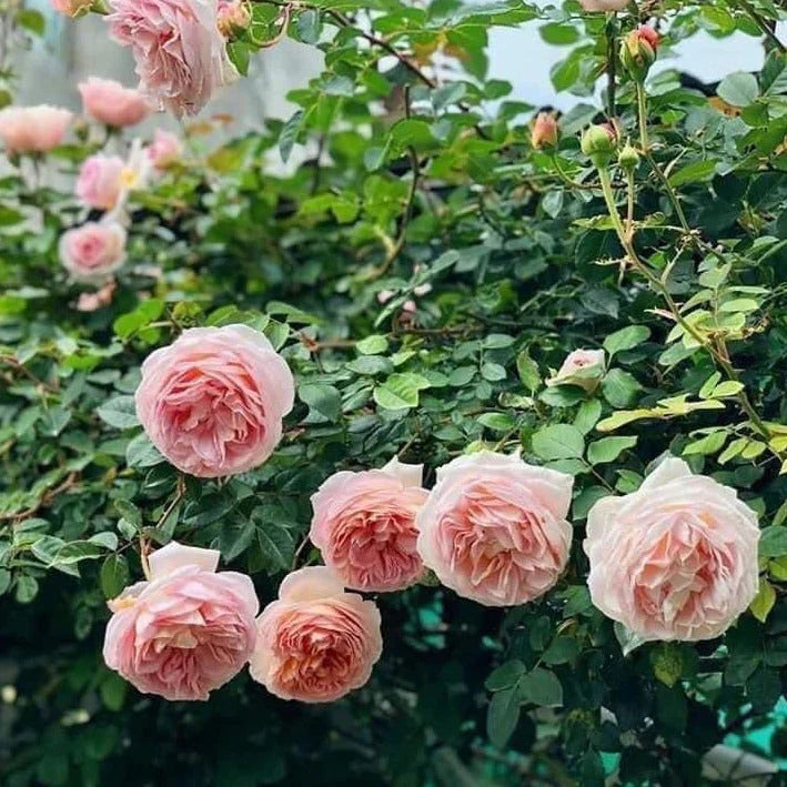 1 Abraham Darby Rose Bush | Live Bare Root Starter Plant | David Austin English Rose β Apricot-Pink, Fragrant, Repeat Bloomer