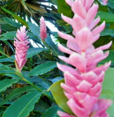 Arabic Ginger Alpinia purpurata Root Rhizome - Fast-Grow, Tropical Flower Plant, 3-4 oz, Zones 7-10, Part Shade, Offer
