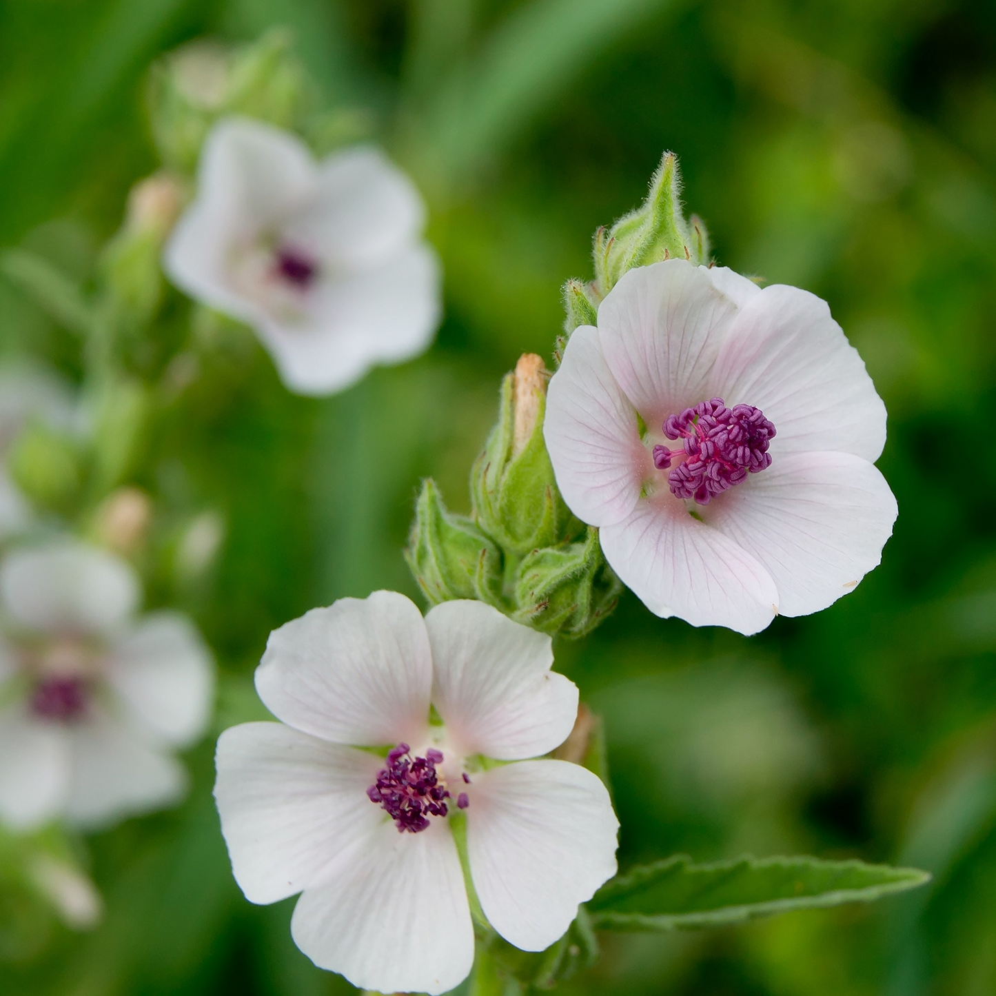 50 Marshmallow Seeds Althaea Officinalis β Perennial Herb, Medicinal & Culinary Uses, Pink Blooms, USA Seller