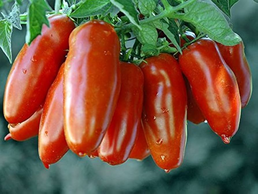 San Marzano Tomato Seeds | Heirloom Paste Tomato | Determinate | Non-GMO | | Zones 3-10