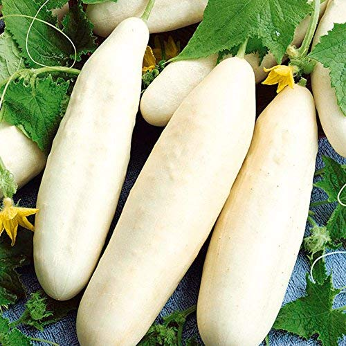 White Wonder Cucumber Seeds | Heirloom | Crisp & Bitter-Free | Non-GMO | | Perfect for Salads & Pickles