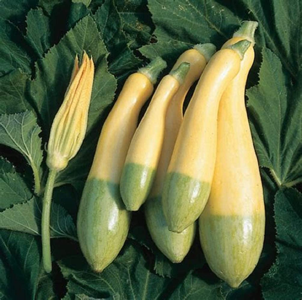 Zephyr Squash Seeds - 25+ Seeds - USA Grown - High Germination Rate - Easy to Grow - Summer Squash - - Garden or Container