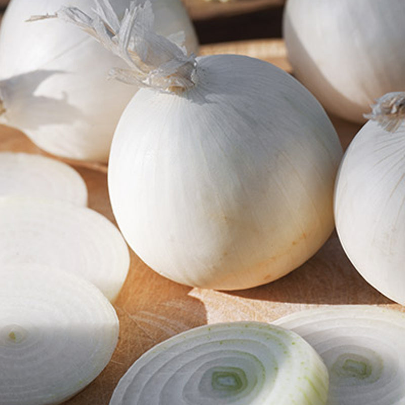 250 mg Seeds Onion Ringmaster – Allium cepa Heirloom Variety for Planting | Sweet, Mild, Perfect for Rings & Cooking