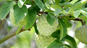 4 Pcs California Cherimoya Unrooted Cuttings for Rooting - Annona cherimola, Sweet Custard Fruit, Easy Propagation, Tropical Fruit Plant