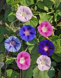 100 Seeds Morning Glory Tall Mix β Ipomoea purpurea β 5-Color Blooming Vine β Non-GMO, Pollinator Magnet, Loved by Hummingbirds