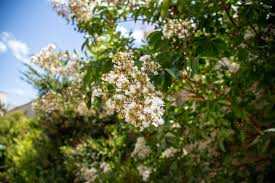 8 Fragrant Tea Olive Osmanthus Fragrans Live Cuttings 8β+ - Sweet Tea Evergreen, Fast-Growing, Aromatic, Edible Flowers