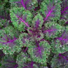 Red Kale Microgreen Sprouting Seeds 14 Ounces - Brassica oleracea var. sabellica