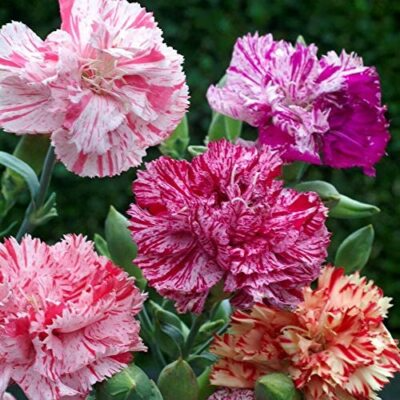 Double Picotee Mix Carnation Seeds | Fragrant Cut Flowers | Non-GMO | | Zones 4-9
