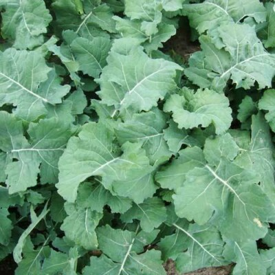 Premier Kale Seeds | Early Hanover | Heirloom | Cold-Hardy | Non-GMO | | Zones 3-9