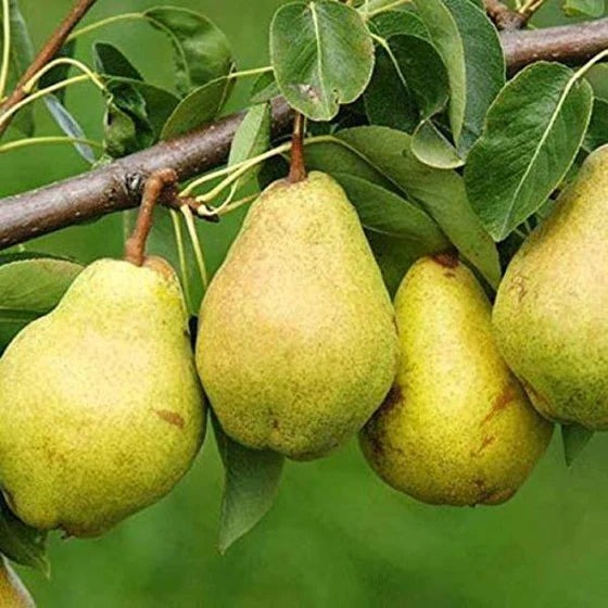 1 Kieffer Pear Tree β 2ft Tall Bare Root Fruit Tree β Self-Pollinating, Crisp Juicy Pears, Cold Hardy, Ready to Plant