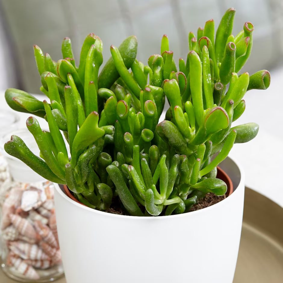 Hobbit Friendship Tree Cuttings (Crassula ovata βHobbitβ) β 4 Unrooted Lucky Plant Starts β Succulent Like a Money Tree