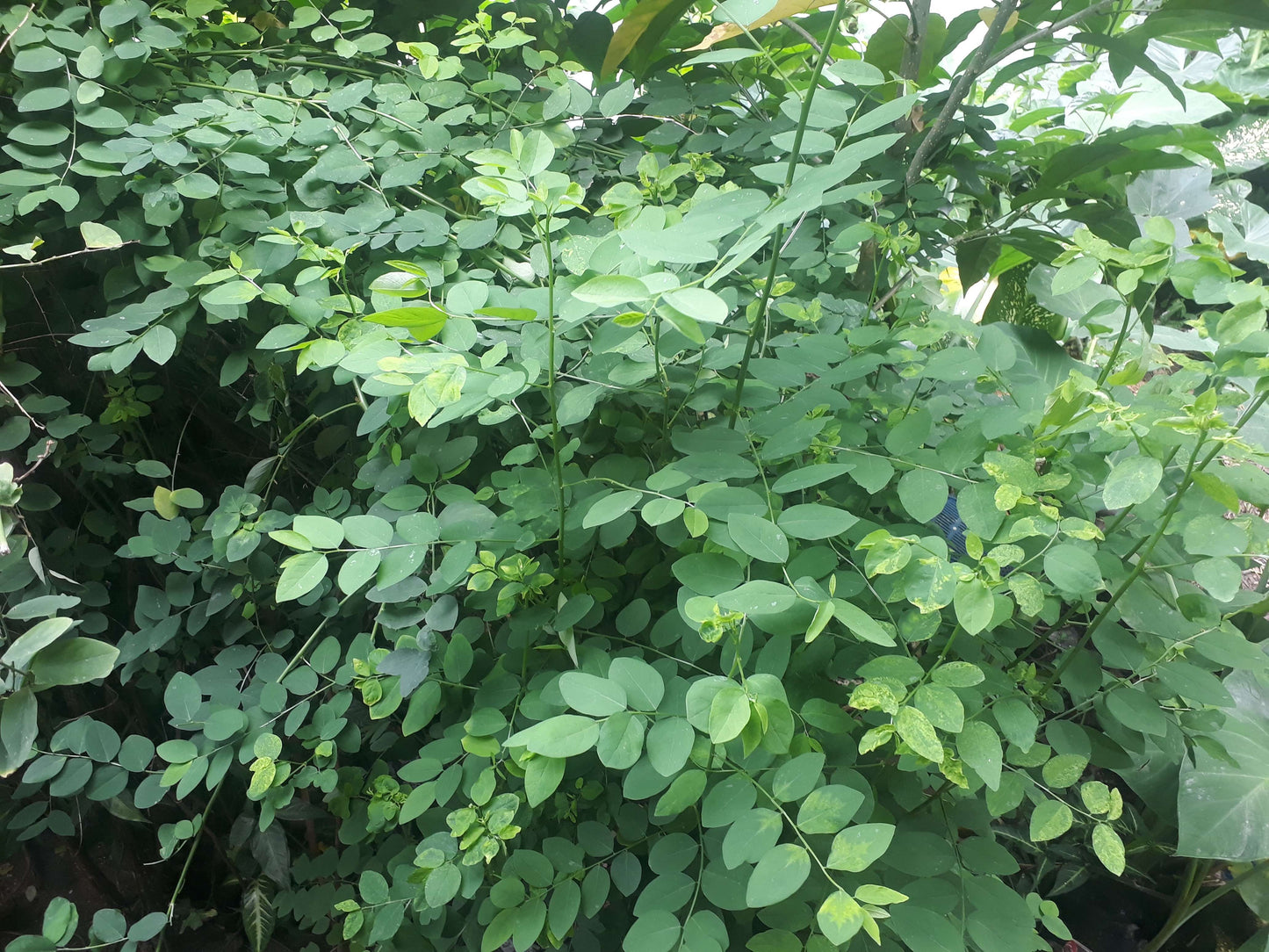 8 Katuk Cuttings (Unrooted) – Sweet Leaf Plant (Sauropus androgynus) | Nutty Flavor Leaves | Tropical Edible Green