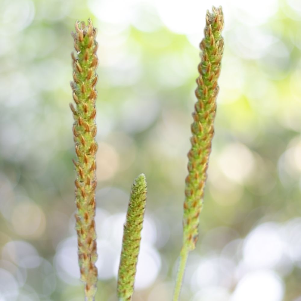 redseeded plantain (Plantago rhodosperma)