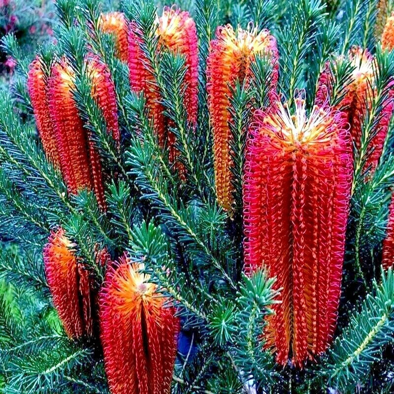 Banksia ericifolia 'Little Eric' Tree Seeds - Rare Lantern Fireworks Variety for Gardening