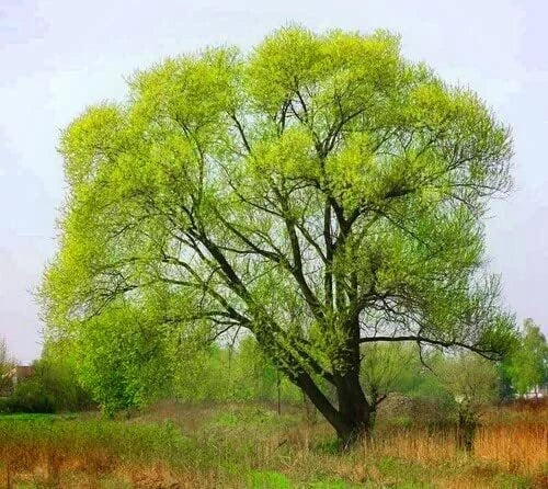 Black Willow Tree Cuttings - 24 Pack - Beautiful Shade and Privacy Tree - Salix nigra