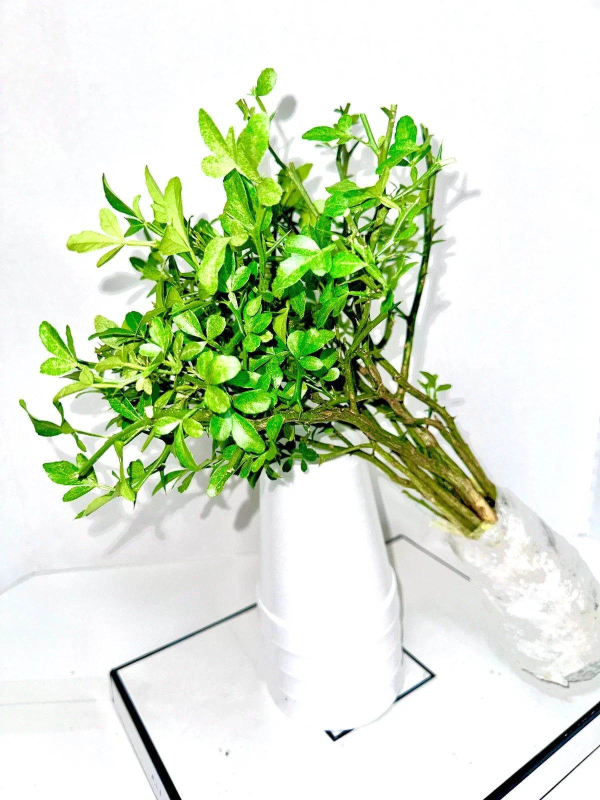 Cold Hardy Citrus Seedling 10-Pack - Bare Root LIVE Plants - Citrus Varieties - Perfect for Home Gardens