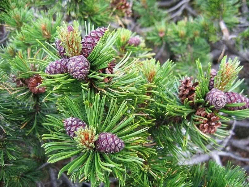 Dwarf Mugo Pine Tree Seeds, 30 Count, Pinus mugo pumilio, Evergreen Conifer Seeds for Gardening