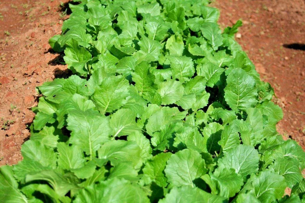 Organic Turnip Seeds - 1001+ Seven Top Variety for Vegetable Garden & Container Growing (Brassica rapa)