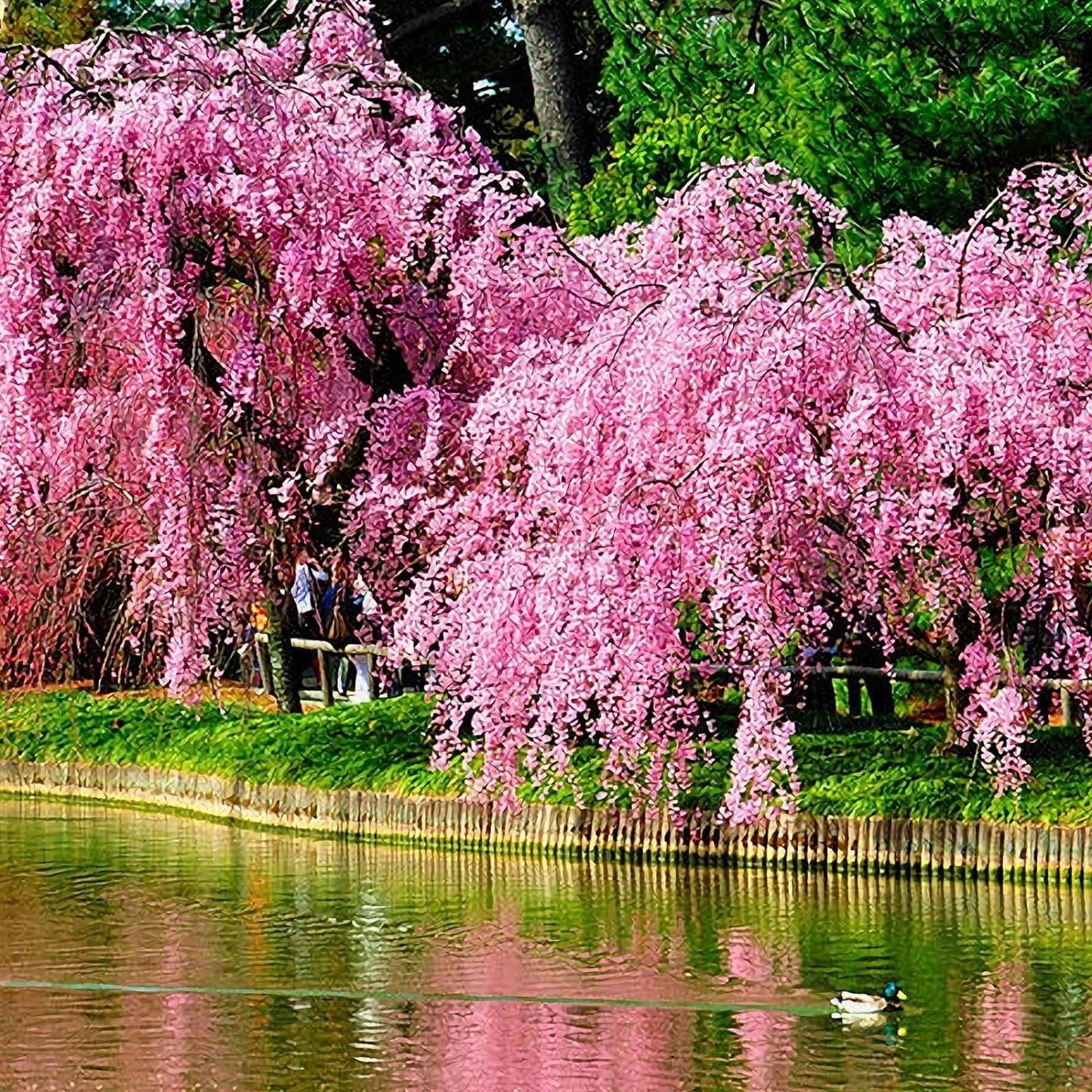Weeping Sakura Seeds 20 Pcs Cherry Blossom Seeds Prunus serrulata