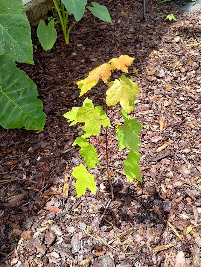 Sunset Maple Tree Seedlings | Bare Root | 4-6 Inches Tall | Acer Rubrum Variety | Affordable Shade Trees