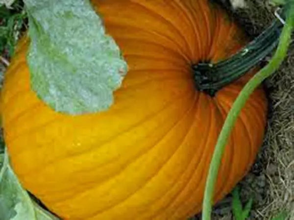 Pumpkin Seeds - 100 Heirloom Connecticut Field Non-GMO Seeds - Cucurbita pepo
