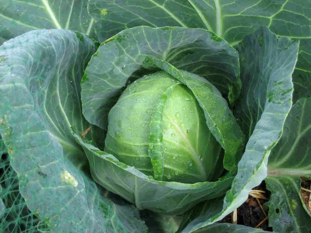 Golden Acre Cabbage Seeds - 200 Count, Heirloom Healthy Green Leaves, Brassica oleracea var. capitata, Bulk