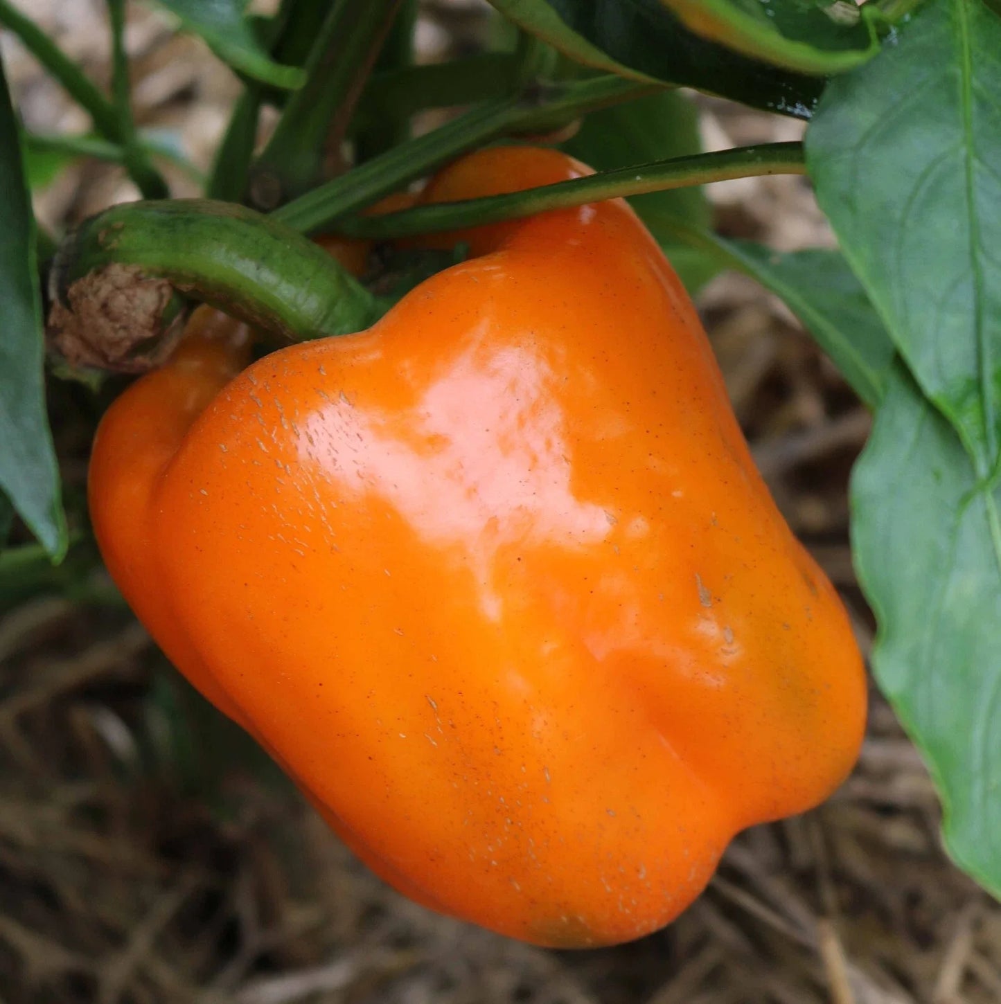 Orange Sun Sweet Bell Pepper Seeds - Heirloom NON-GMO - 120+ Fresh Seeds - Capsicum annuum
