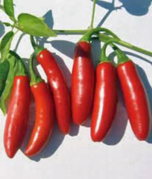 Serrano Pepper Seeds, 100 Non-GMO Heirloom Seeds, Hot Chile Peppers, Capsicum annuum