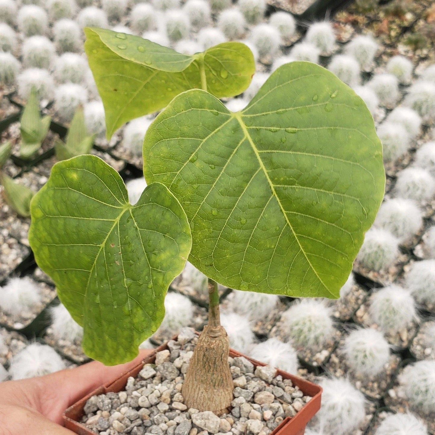 Shaving Brush Tree Cactus Plant - Pseudobombax ellipticum - Live Succulent for Home Decor and Gardening