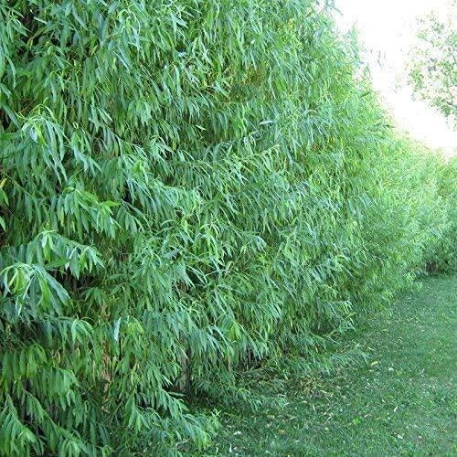 Dozen Hybrid Willow Trees Cuttings, Fast-Growing Shade & Privacy Trees, Austree Hybrid, Fast-Growing, Landscaping Trees