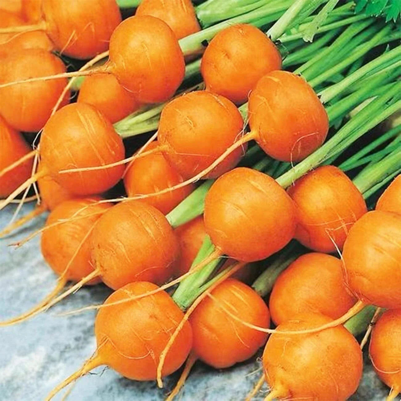 Round Parisian Carrot Seeds | Heirloom Non-GMO | 100+ Vegetable Seeds | Daucus carota