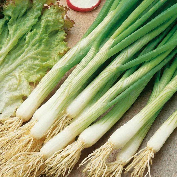 White Lisbon Onion Seeds | Scallion Bunching | Non-GMO Variety | Allium fistulosum